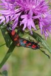 Zygaena filipendulae