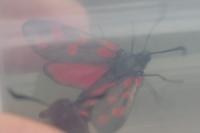 Zygaena filipendulae