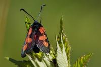 Zygaena trifolii