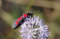 Zygaena sarpedon