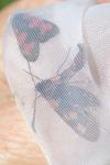 Zygaena trifolii