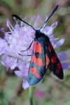 Zygaena transalpina