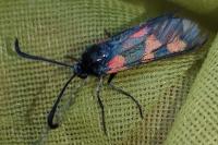 Zygaena trifolii
