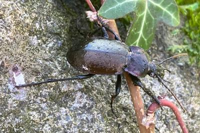Carabus nemoralis