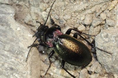 Carabus nemoralis