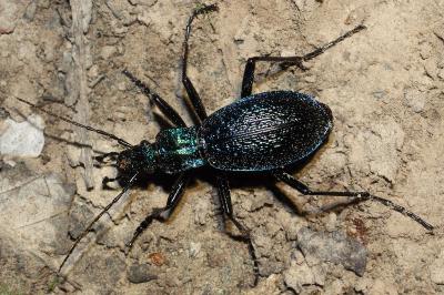 Carabus intricatus