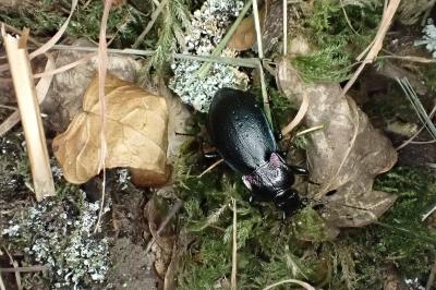 Carabus nemoralis