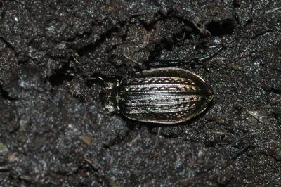 Carabus granulatus