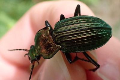 Carabus cancellatus