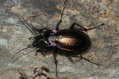 <i>Carabus nemoralis</i>