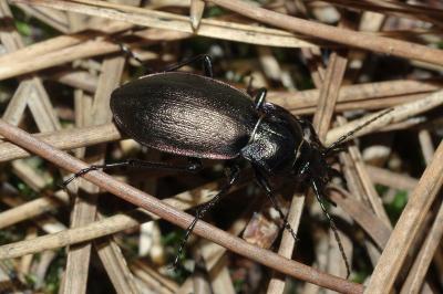 <i>Carabus nemoralis</i>