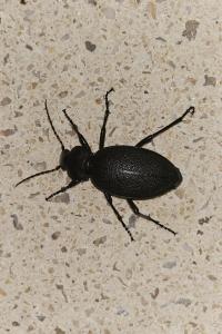 <i>Carabus coriaceus</i>