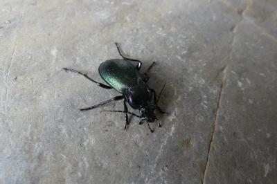 <i>Carabus nemoralis</i>