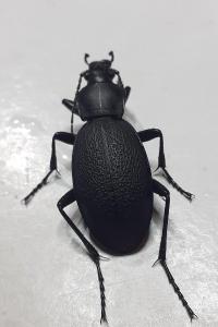 <i>Carabus coriaceus</i>