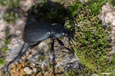 <i>Carabus coriaceus</i>