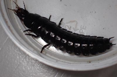 <i>Carabus violaceus purpurascens</i>