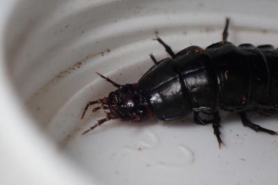 <i>Carabus violaceus purpurascens</i>