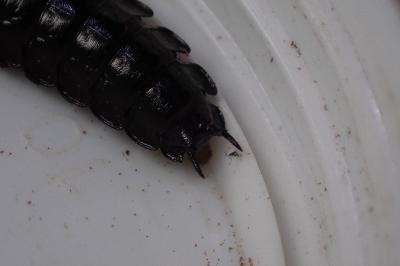 <i>Carabus violaceus purpurascens</i>