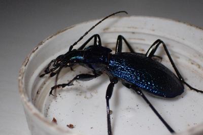<i>Carabus intricatus</i>