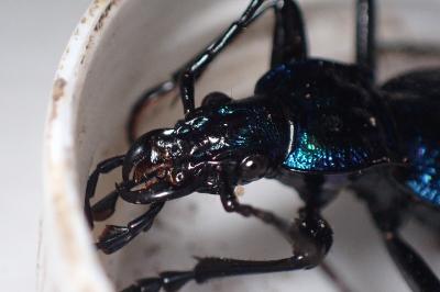 <i>Carabus intricatus</i>
