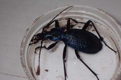 <i>Carabus intricatus</i>