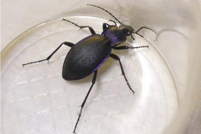 <i>Carabus problematicus</i>
