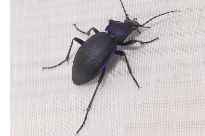 <i>Carabus problematicus</i>