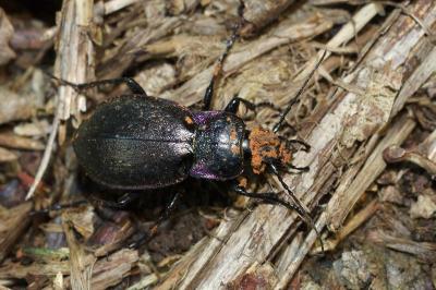 <i>Carabus nemoralis</i>