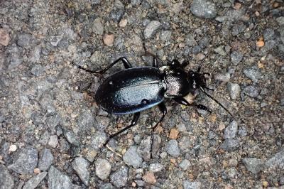 <i>Carabus nemoralis</i>