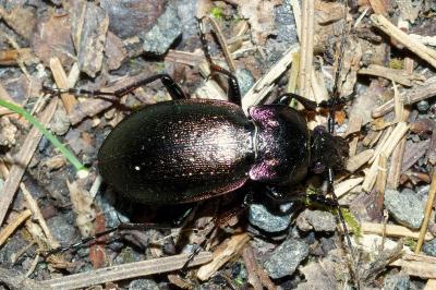<i>Carabus nemoralis</i>