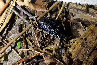 <i>Carabus intricatus</i>
