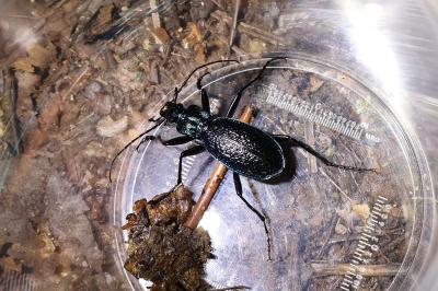 <i>Carabus intricatus</i>