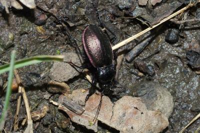 <i>Carabus nemoralis</i>