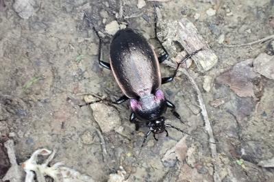 <i>Carabus nemoralis</i>