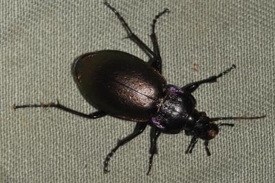 <i>Carabus nemoralis</i>
