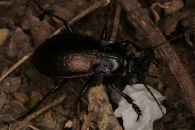 <i>Carabus nemoralis</i>
