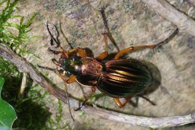 <i>Carabus auratus</i>