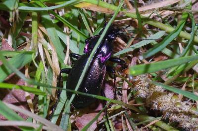<i>Carabus nemoralis</i>