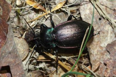 <i>Carabus nemoralis</i>
