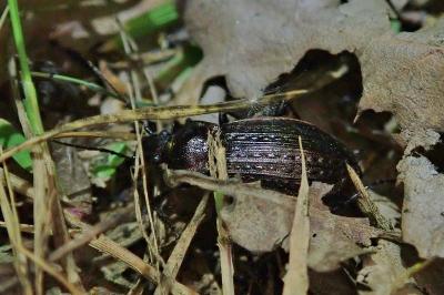 <i>Carabus granulatus</i>