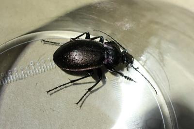 <i>Carabus nemoralis</i>