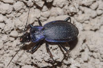 Carabus problematicus