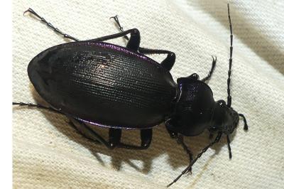 <i>Carabus problematicus</i>