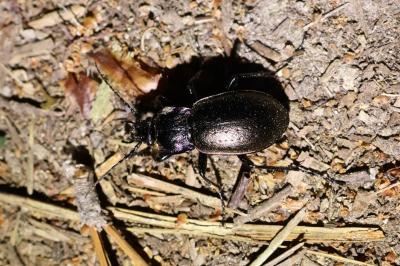<i>Carabus nemoralis</i>