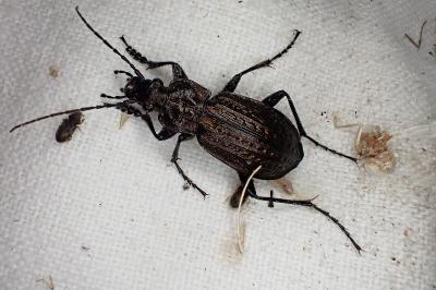 <i>Carabus granulatus</i>