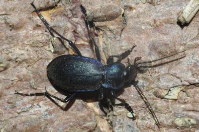 <i>Carabus problematicus</i>