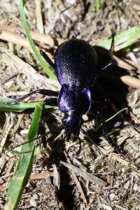 <i>Carabus problematicus</i>