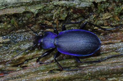 <i>Carabus problematicus</i>