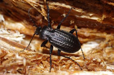 <i>Carabus granulatus</i>