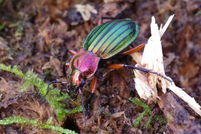<i>Carabus auronitens</i>